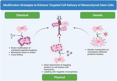 Targeted cell delivery of mesenchymal stem cell therapy for cardiovascular disease applications: a review of preclinical advancements